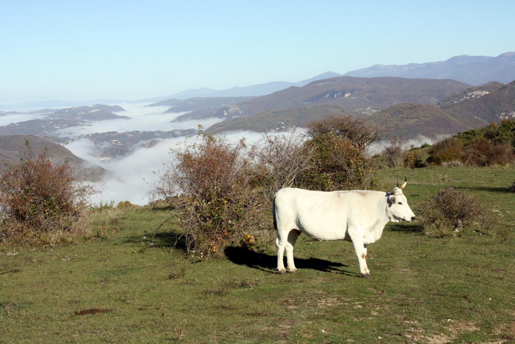 Beeld van de Cammino di San Benedetto