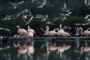 Flamingo's Zwillbrocker Venn Munsterland