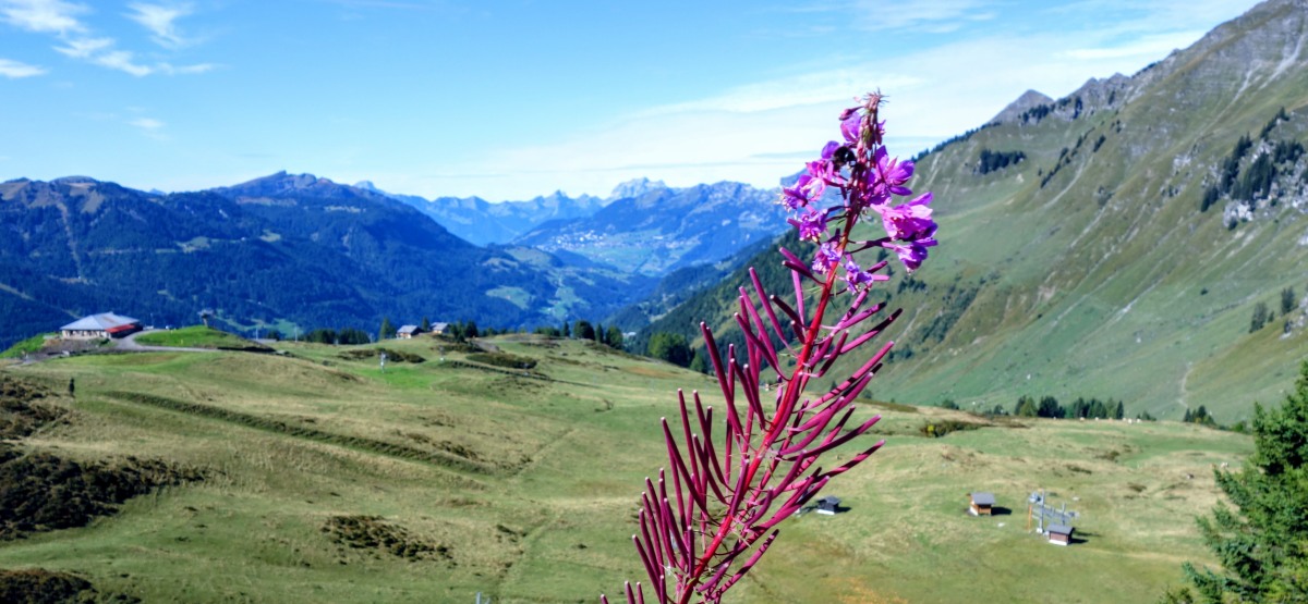 alpenbloem 
