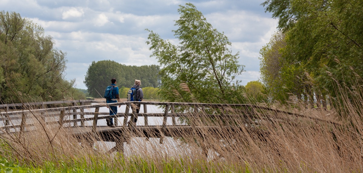 wandelen over het Biesboschpad