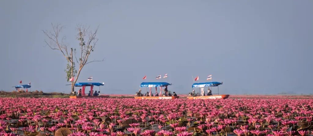 Het Red Lotus meer in Thailand