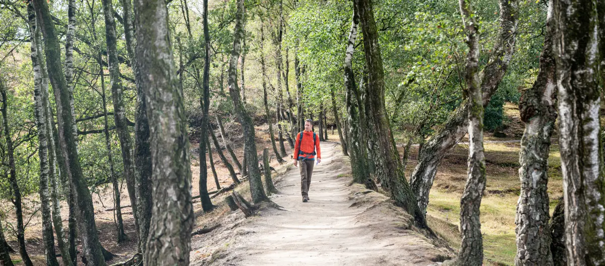 Wandelaar op de Veluwe