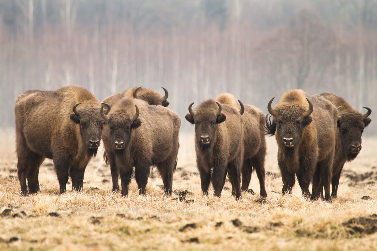 Een kudde wisenten in Bialowieza NP in Oost-Polen