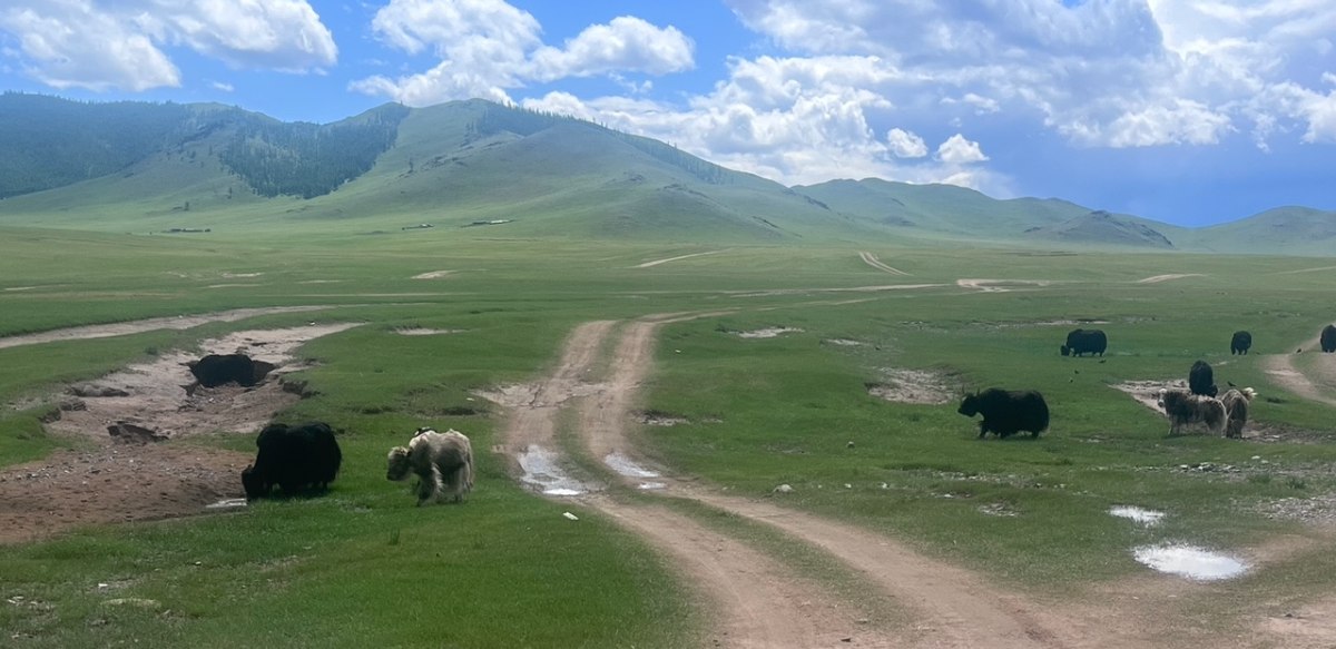 Runderen op de steppe, fietsen langs de Zijderoute