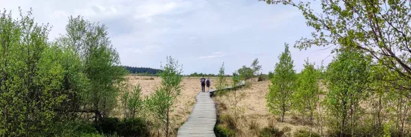 Wandelaars op het vlonderpad op de Hoge Venen